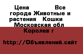 Zolton › Цена ­ 30 000 - Все города Животные и растения » Кошки   . Московская обл.,Королев г.